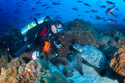 GALÁPAGOS, AMAZONAS Y NUEVAS RESERVAS MARINAS.
Ecuador tiene mucho por proteger: grandes bosques tropicales, ríos salvajes, 20 volcanes activos y un 6% de todas las especies terrestres. Galápagos es su joya del turismo ecológico, pero no la única, y estamos en un buen momento para descubrirlo.
Gracias al nuevo visado nómada digital de Ecuador, los viajeros podrán prolongar su estancia y realizar múltiples visitas. El número de turistas que visita las Galápagos está limitado para proteger el ecosistema, pero quien planifique el viaje con antelación, encontrará actividades verdes por todas partes, incluido el primer aeropuerto del mundo que funciona con energía renovable.
Toda la atención se concentra en el archipiélago, pero el interior del país tiene 10 parques nacionales y un tramo del poderoso Amazonas, repleto de vida y de proyectos ecológicos en lo más profundo de la jungla. Además, muchos alojamientos del bosque y los 'ecolodges' de playa cuentan con sistemas hidrológicos propios y credenciales de sostenibilidad.
Una nueva reserva marina, Hermandad, quedará situada al norte de las Galápagos y sumará 52.000 km2 a los 130.000 ya existentes para proteger a las tortugas marinas, los tiburones y otras especies migratorias, formando un corredor ecológico por el Pacífico hasta Costa Rica.