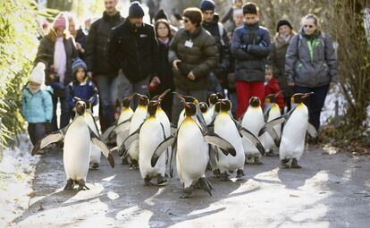 Desfile de ping&uuml;inos en el zool&oacute;gico de Zurich (Suiza). En invierno, cuando la temperatura es inferior a 10 grados, el zool&oacute;gico organiza este actividad en la que la gente puede caminar detr&aacute;s de los animales. 