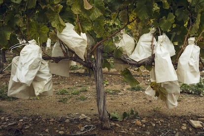 Uvas de Vinalopó con sus “bolsos”.