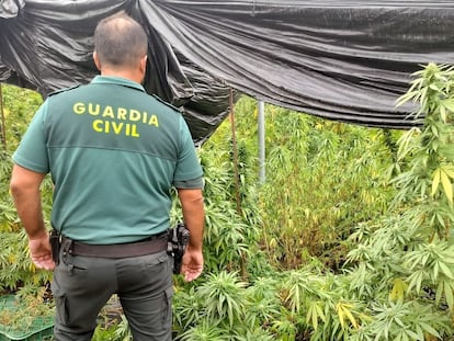 Agente de la Guardia Civil junto a una plantación de marihuana, en una imagen de archivo.