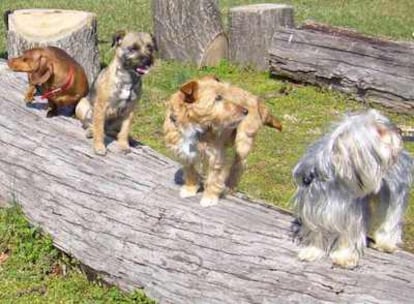 Cuatro razas de perro que tienen pelo de diferente longitud.