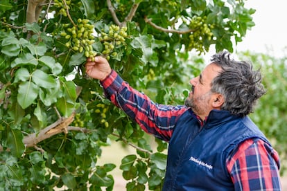 Pablo García, ingeniero agrónomo que gestiona la producción en la finca Pistachos de los Andes, muestra frutos verdes de pistacho en un árbol. Los árboles de pistacho tardan entre 8 y 10 años en madurar (Imagen: Celina Mutti Lovera / Dialogue Earth)