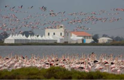 Flamencos y, al fondo, las instalaciones del festival.