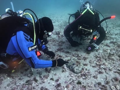 Scientists release octopuses hatched in captivity and in the wild off the Cies Islands to study their behavior.