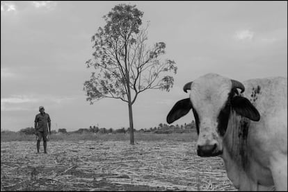 A seca no açude fez com que o Governo passasse a enviar água para irrigar as terras da Agrovila apenas a cada dez dias, desde 2012. A maior parte da terra, onde Genivaldo plantava tomate, milho, feijão, algodão, agora está vazia. Só restaram a plantação de banana e uma área de pasto para o gado. Na época de produção boa, ele conseguia tirar até 2.000 reais com a venda dos produtos. Hoje, o rendimento caiu para cerca de 500 reais ao mês.