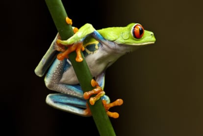 Rana "Agalychnis callidryas", endémica de Costa Rica.