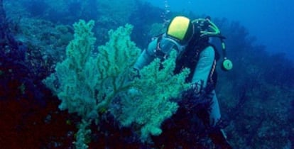 Imagen del falso coral.