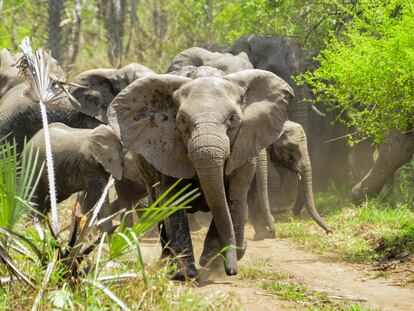 Un tercio de los elefantes nacidos tras la guerra civil de Mozambique no tienen colmillos. En la imagen, una matriarca dirige a su manada en el parque nacional Gorongosa.