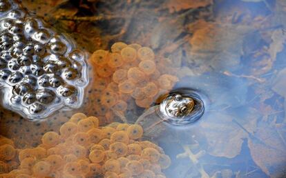 El primer patrón representado en esta imagen, es la composición visual de la rana engendrada. El segundo patrón en esta fotografía es el surtido aleatorio de las hojas debajo de la superficie del agua. El patrón final es el ciclo de vida de la rana, desde el desove hasta la rana adulta, dentro de su hábitat natural.