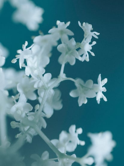 Flor de saúco (‘Sambucus nigra’).