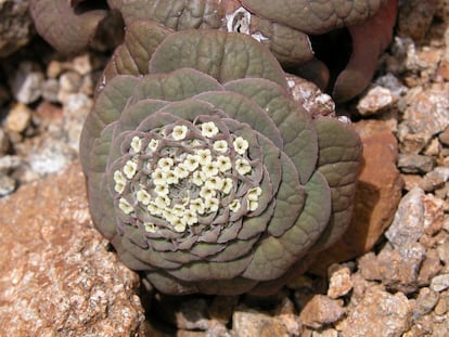 A 'Valeriana henrici' é encontrada no Equador e Peru. As espécies desse gênero são nativas da América e América do Norte e são usadas frequentemente como soníferos.