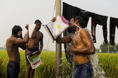 Jornaleros utilizando bolsas de insecticida vacías para lavarse después de rociar los arrozales durante 10 horas a las afueras de Mari Mustafa, Punyab, India. 
