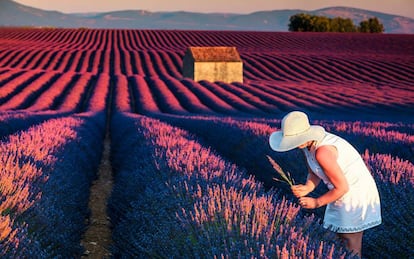 Campo de lavanda cerca de la villa de Valensole, en la región de Provenza (Francia).