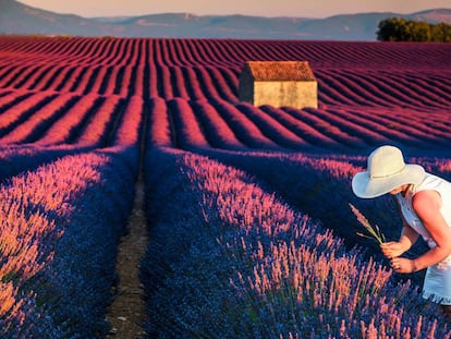 Campo de lavanda cerca de la villa de Valensole, en la región de Provenza (Francia). 