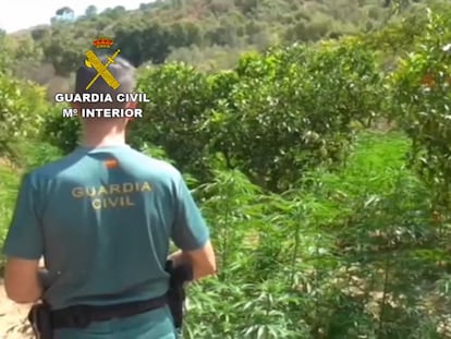 Un agente de la Guardia Civil junto al cultivo de marihuana entre limoneros.