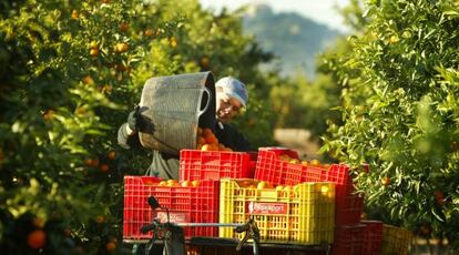 Trabajos de recolección en un campo de naranjas de Villarreal