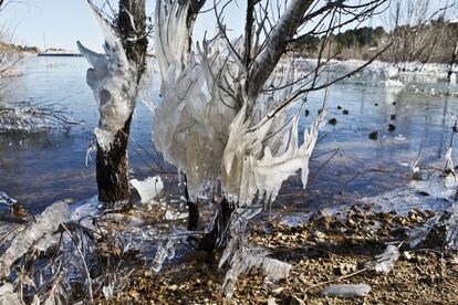 Árboles recubiertos de una gruesa capa de hielo junto al embalse de Navacerrada, en Madrid.