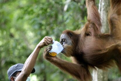 Un miembro del programa de conservación del orangután de Sumatra (SOCP) alimenta a un orangután recién llegado al centro de cuarentena y reintroducción en Jantho, Aceh Besar (Indonesia).