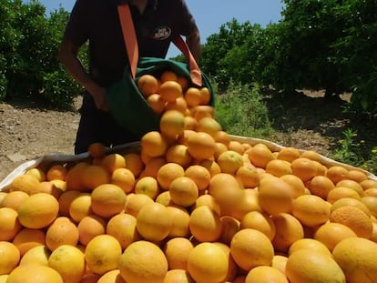 Recolección de naranjas para la producción de zumos de Don Simón