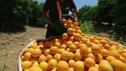 Recolección de naranjas para la producción de zumos de Don Simón