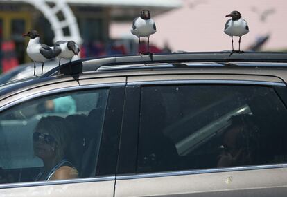 Unas gaviotas posadas en el techo de un vehículo que espera la salida del ferry en la isla de Ocracoke en Carolina del Norte (EE UU), el 2 de julio de 2014.