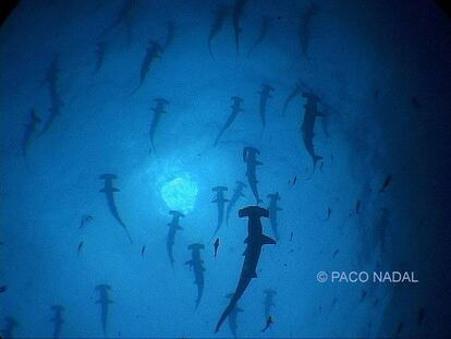 En ocasiones veo tiburones