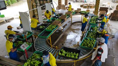 Colecta de bananas en una planta de la región ecuatoriana de El Oro, el 23 de febrero de 2022.