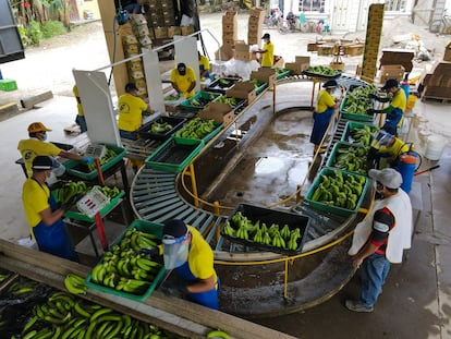 Colecta de bananas en una planta de la región ecuatoriana de El Oro, el 23 de febrero de 2022.