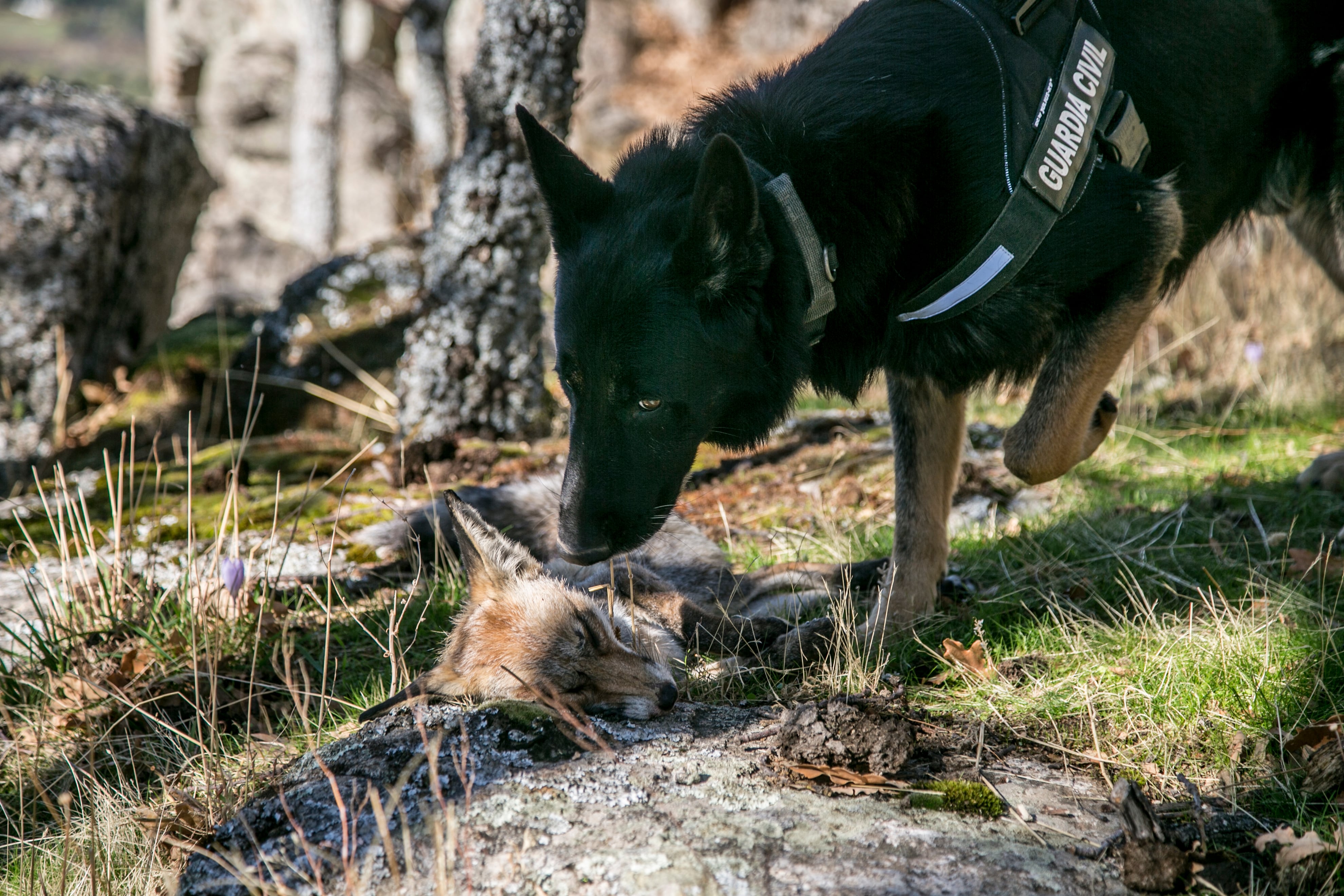 Un perro del Servicio Cinológico de la Guardia Civil encuentra el cadáver de un zorro envenenado. 