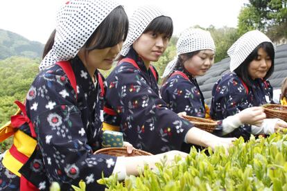 Cosecha de té en Japón. Imagen proporcionada por la marca.