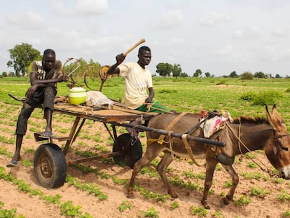 Dos hombres trabajan en el campo con ayuda de un burro en la región de Kaffrine, Senegal.