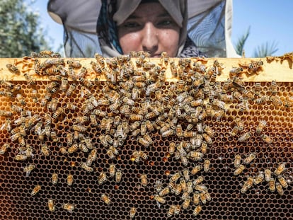 A beekeeper inspecting a hive frame.