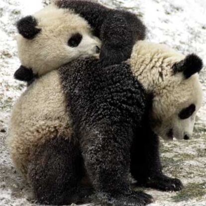 Dos osos pandas en un centro de investigación en Wolong, al suroeste de China.