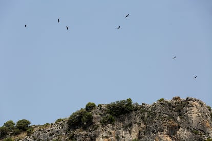Eagles flying in the Sierra de las Nieves natural park.