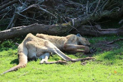 Imagen de un canguro desnutrido en el zoo de Cumbria, en Reino Unido.