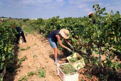 Trabajadores recogen la uva el pasado 25 de agosto en el Alt Penedés (Tarragona).