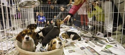 Una feria de mascotas en Terrassa (Barcelona).