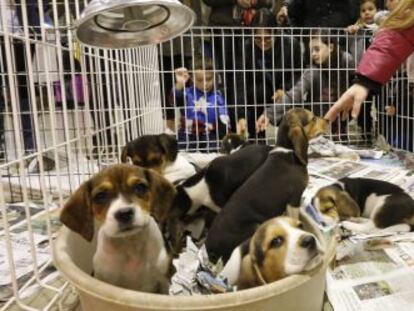 A pet fair in Terrassa, Barcelona province.