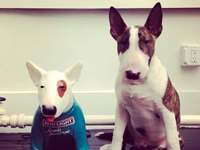 Tiembla, Choupette Lagerfeld: Neville, el perro de Marc Jacobs ahora tiene libro