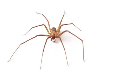 Araña parda reclusa, una de las más peligrosas para los humanos, presente también en España.
