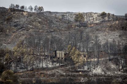 Zona afectada por el incendio forestal de la zona de Barracas de Aguas Vivas en Carcaixent (Valencia),el 18 de junio.