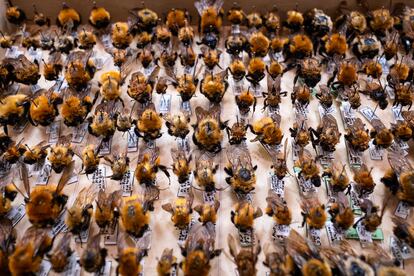 Especímenes de abejas en la oficina de Luisa Ruz.