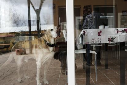 Un perro dentro de las instalaciones de la protectora de animales Alba (Camarma de Esteruelas).