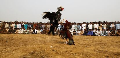 Pelea de gallos en Fateh Jang (Pakistán).