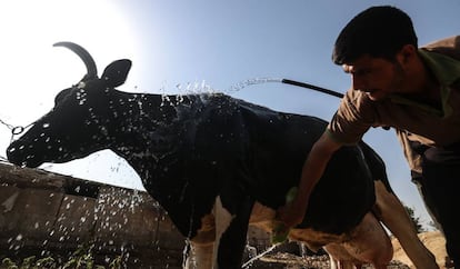 Un granjero baña una vaca ante una ola de calor.