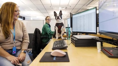 Dos empleadas de Amazon muestran en sus puestos de trabajo a uno de los 6.000 perros que acuden con sus dueños a la oficina.