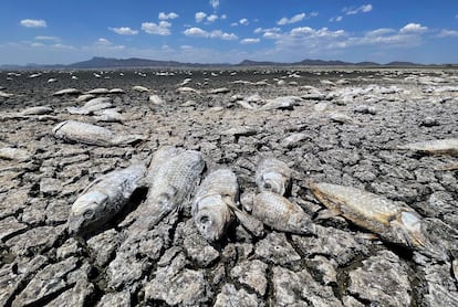 Peces muertos debido a la sequía en la laguna de Bustillos, en junio de 2024, en el estado de Chihuahua (México).