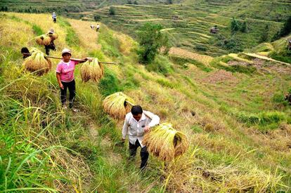 Agricultores chinos transportan el arroz cultivado en sus tierras, en el Condado de Congjiang.