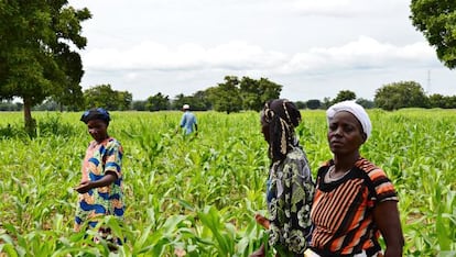 Un grupo de mujeres arranca hierbas en Houndé, Burkina Faso.