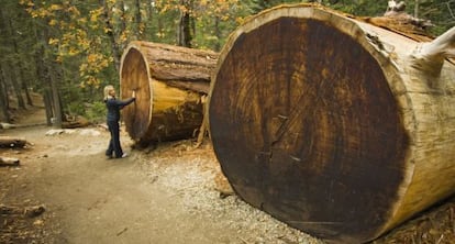 Una turista frente a los troncos ca&iacute;dos de dos secuoyas gigantes en California